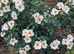 MOONFLOWER (floribunda)